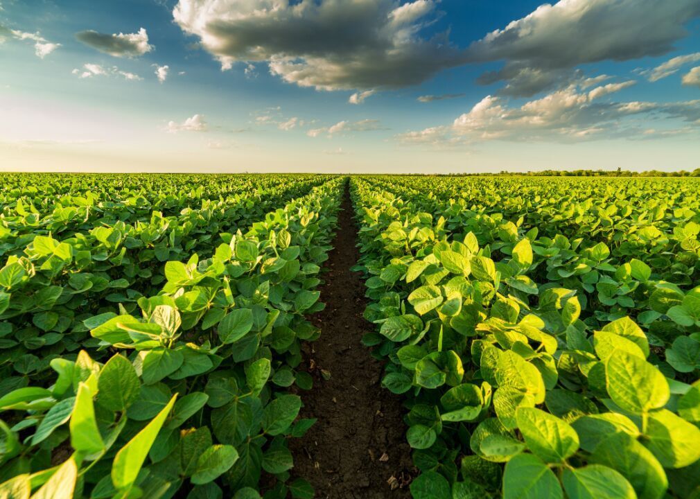 #10 (highest): Soybean oil